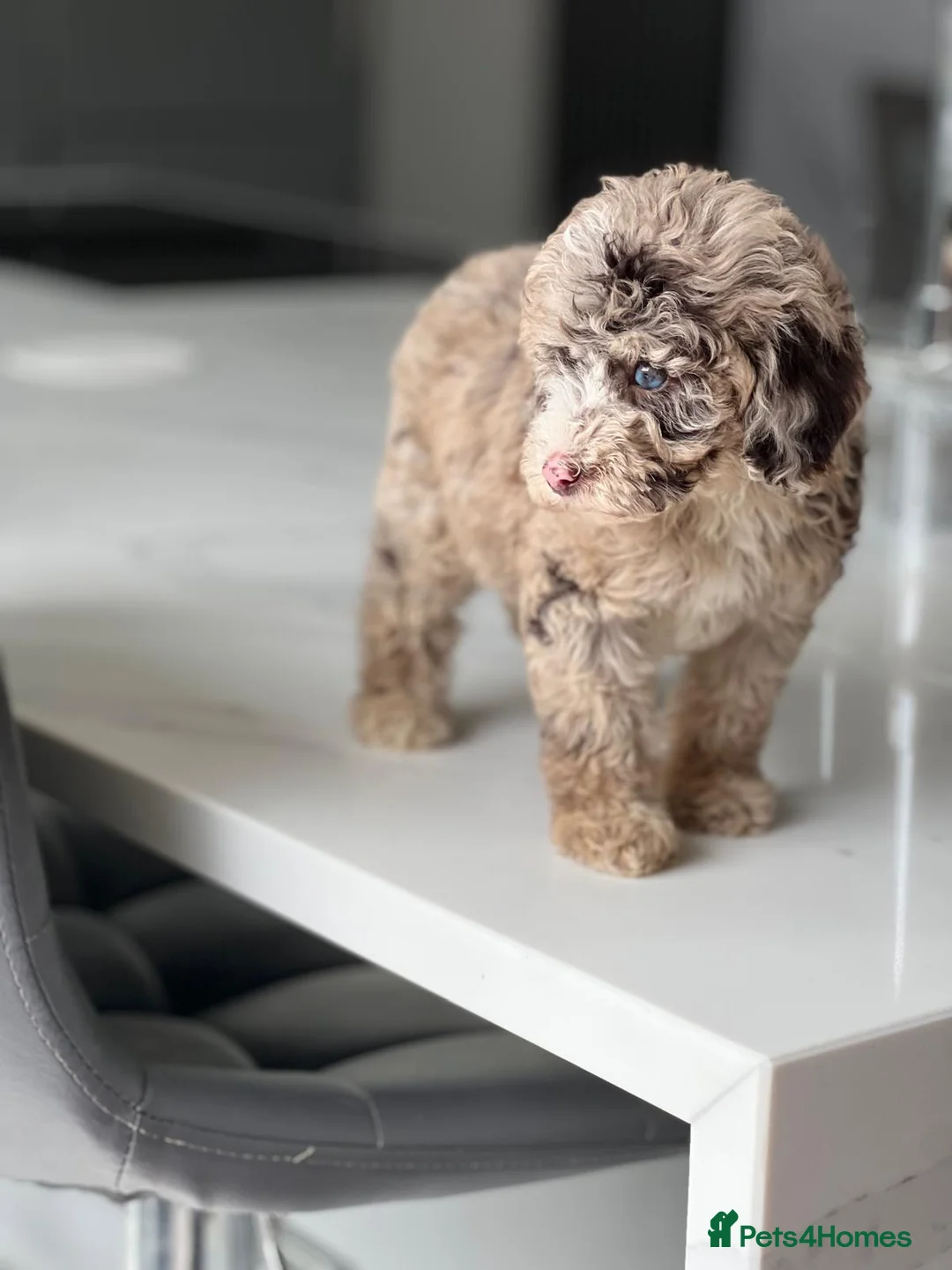 Toy Poodle dogs for stud: Chocolate Phantom KC Toy Poodle STUD - Advert 9