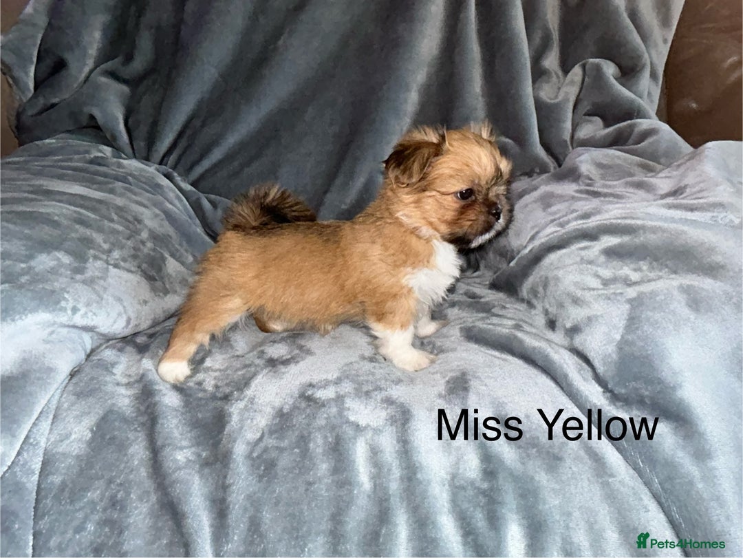 Lhasa Apso dogs for sale: KC Reg Lhasa pup READY TO GO - Advert 12