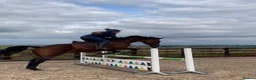 Cleveland Bay horses for sale: Jessica (Jessie) in Stoke-on-Trent - Advert 7