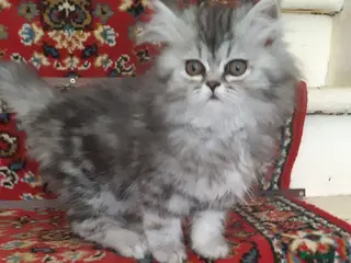 Persian cats Chocolate Box Kittens - Advert 6