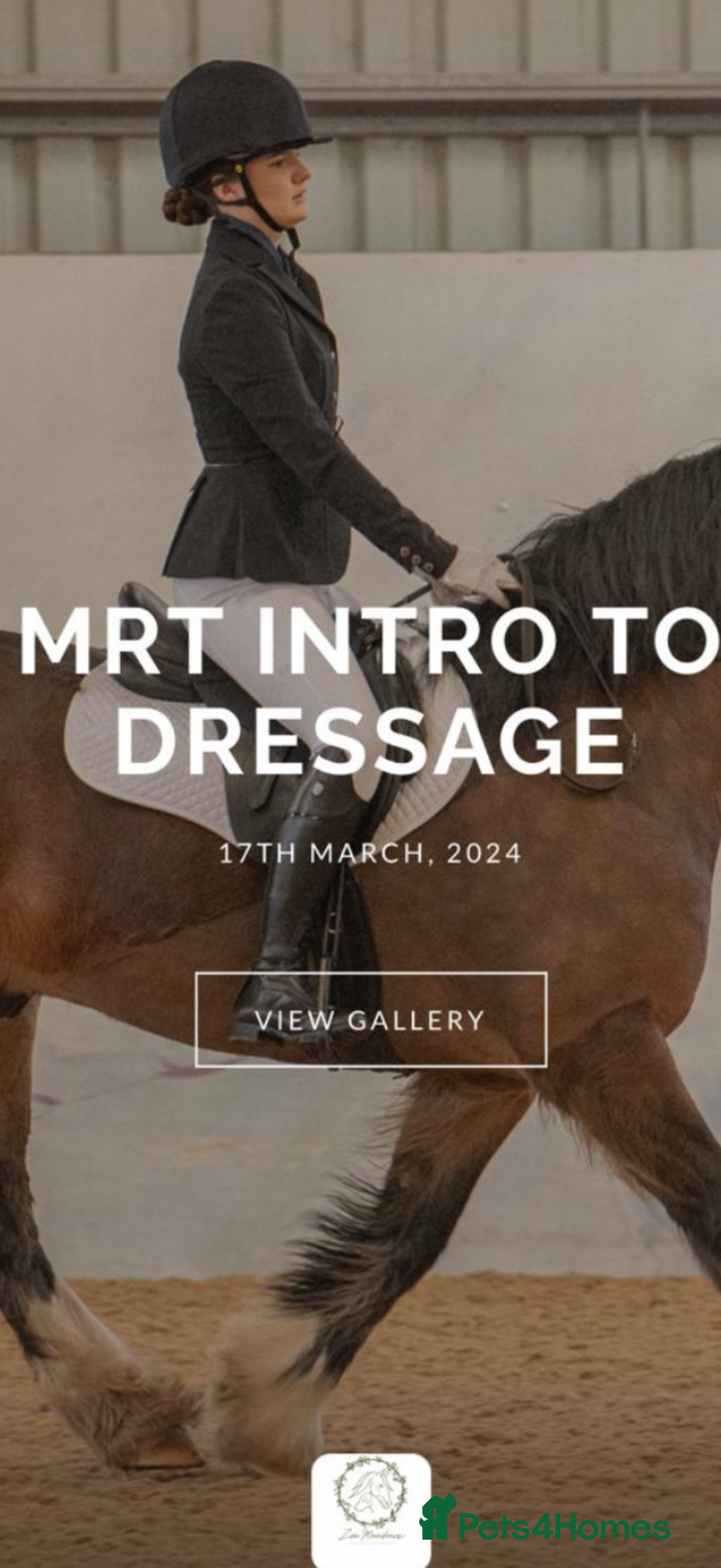 Welsh Section D horses Rushford Rockin Robin REG W.P.B.R - Advert 1