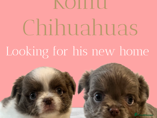 Chihuahua dogs - Advert 3