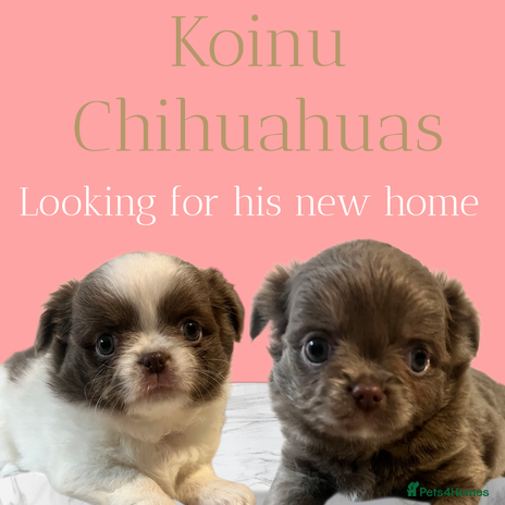 Chihuahua dogs - Advert 1