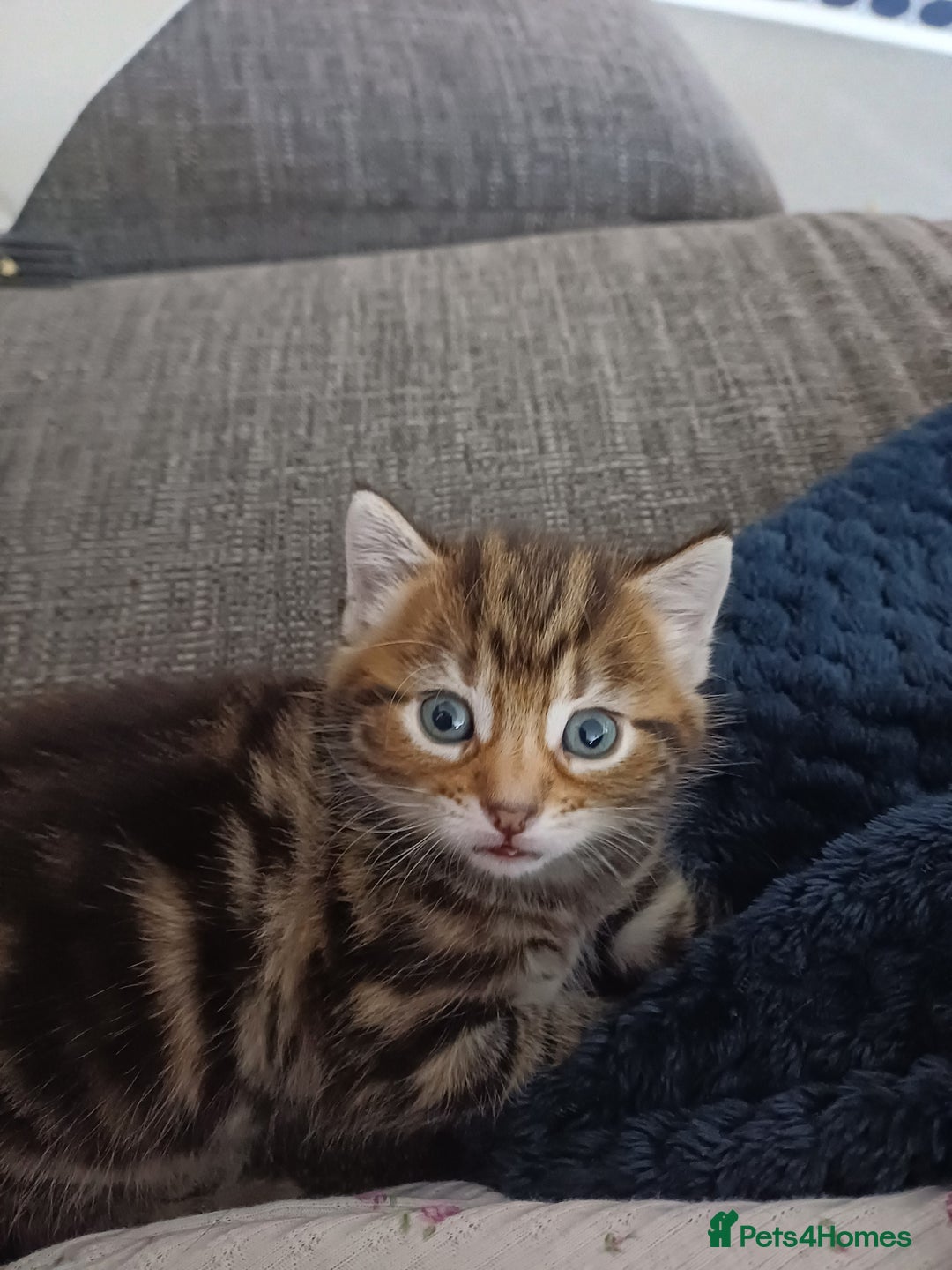 Mixed Breed cats for sale: Kittens  - Image 15