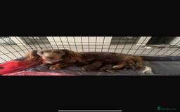 Miniature Dachshund dogs for sale: READY NOW 🤍MINIATURE LONG HAIR DACHSHUNDS  - Image 9