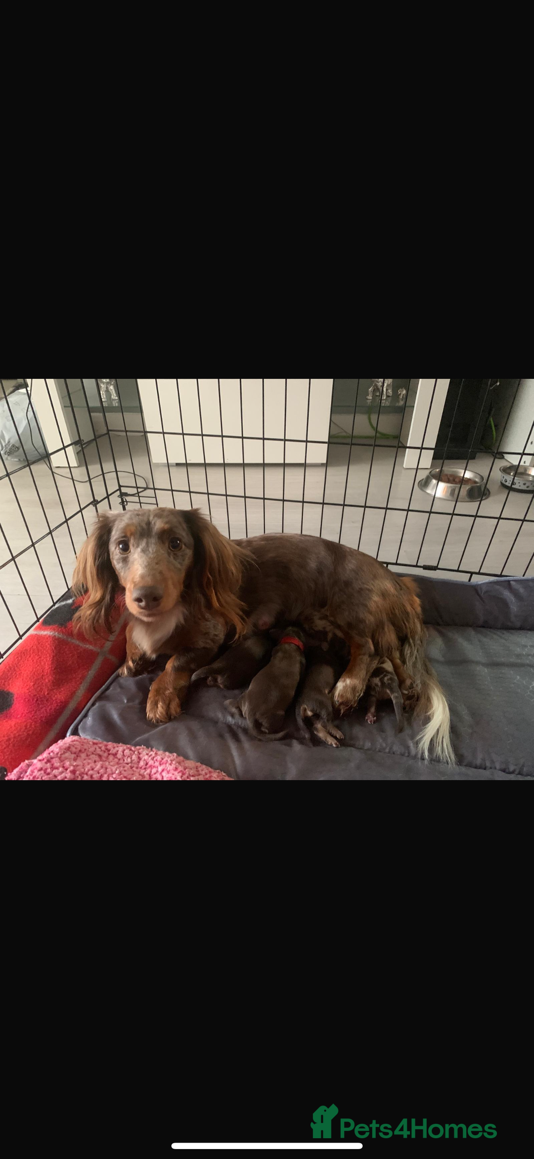 Miniature Dachshund dogs for sale: READY NOW 🤍MINIATURE LONG HAIR DACHSHUNDS  - Image 9