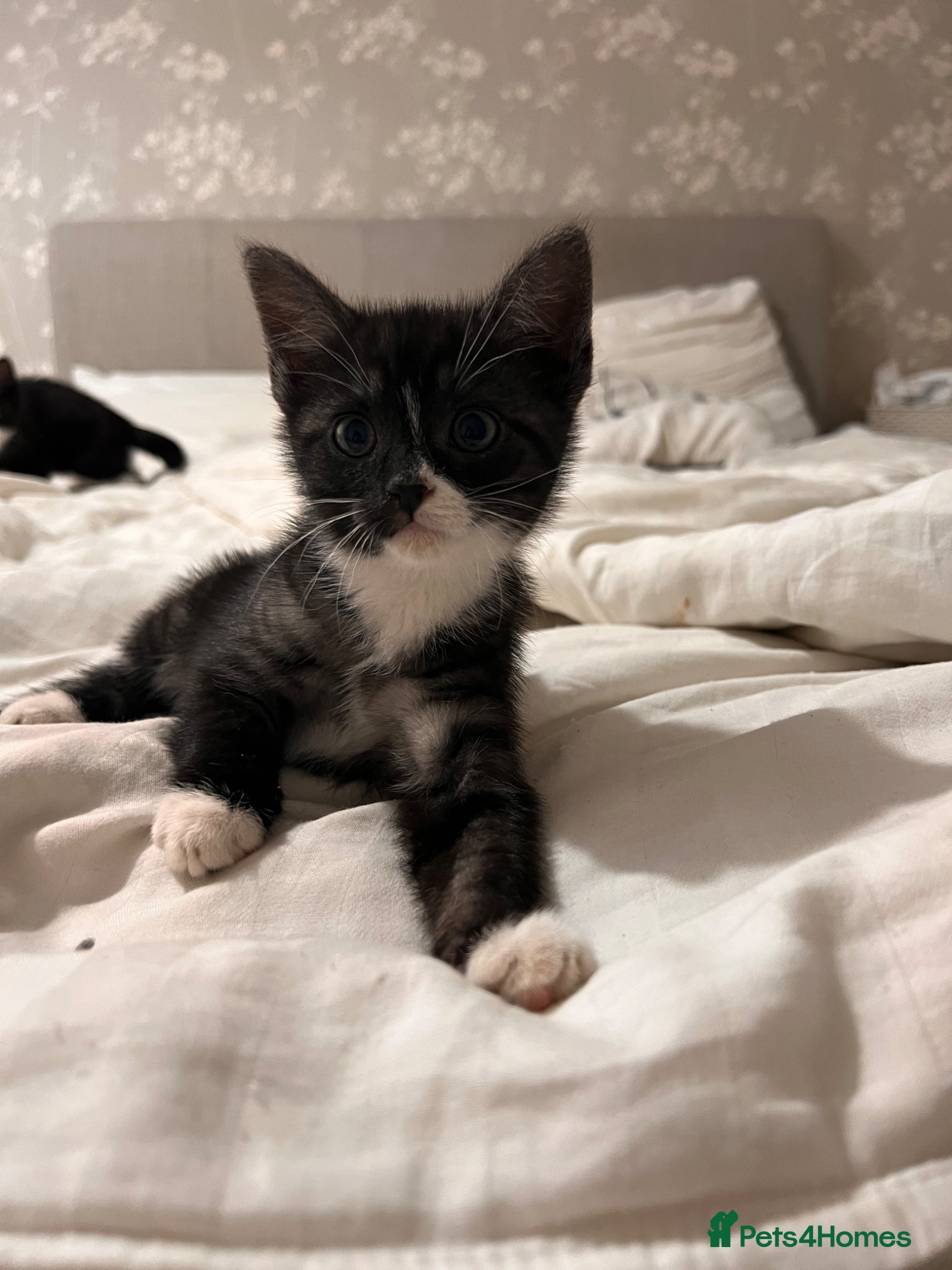 Domestic Shorthair cats for sale: 🐾 Gorgeous Kittens Ready for Loving Homes 🐾 in Nottingham - Advert 4