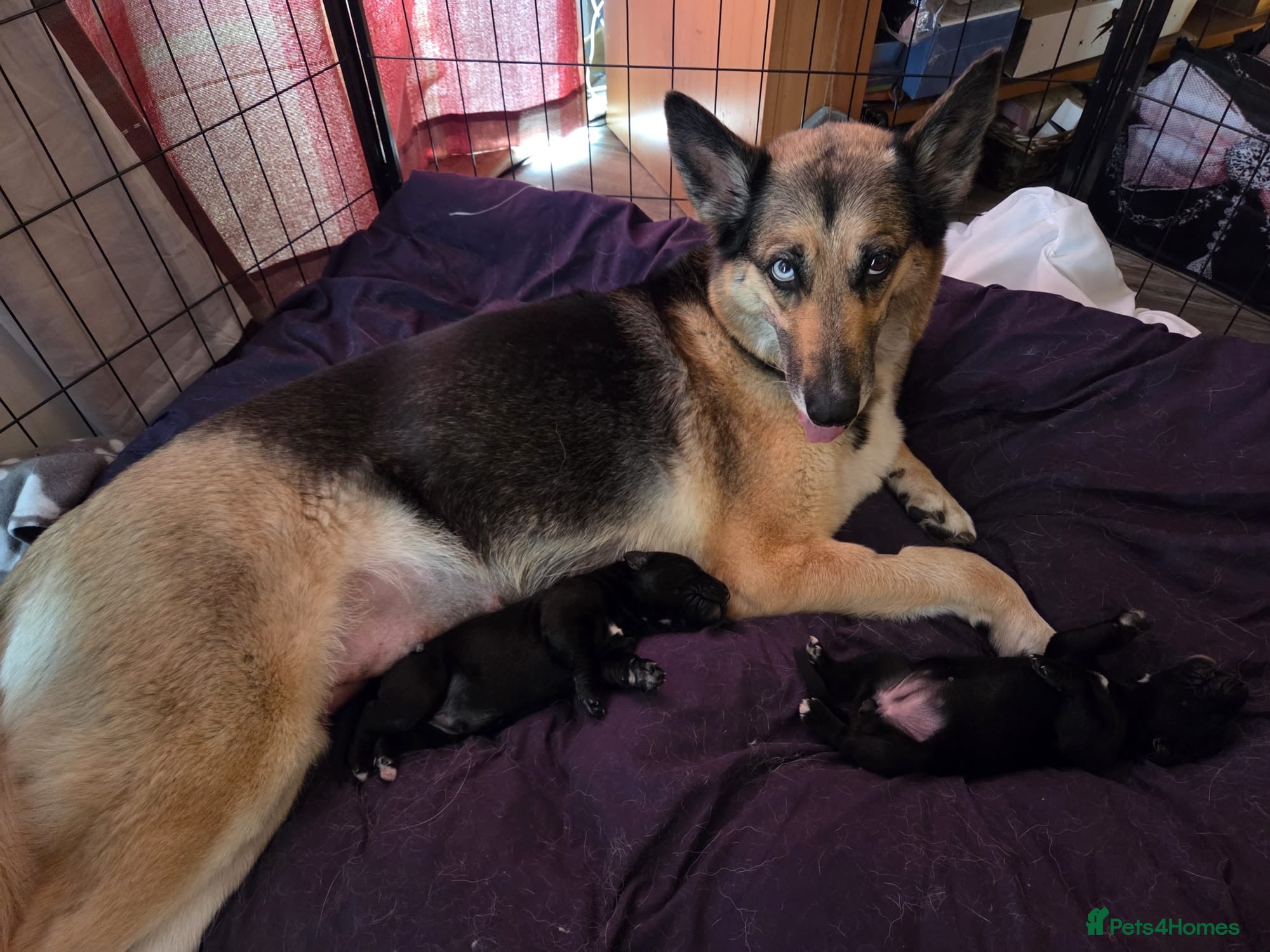 Sheprador dogs 2 shepador puppies ready end of August - Advert 10
