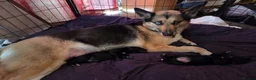 Sheprador dogs for sale: 2 shepador puppies ready end of August in Kirkliston - Advert 1