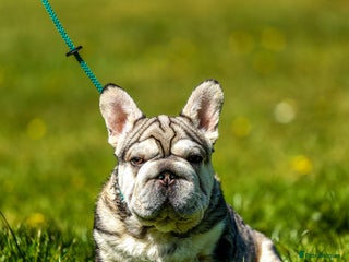 French Bulldog dogs - Advert 2
