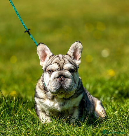 French Bulldog dogs - Advert 1