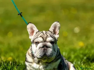 French Bulldog dogs Daddy Wolf EA husky French bulldog - Advert 2