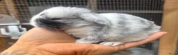 Mini Lop rabbits for sale: Pure bred pedigreed Mini lops  - Advert 5
