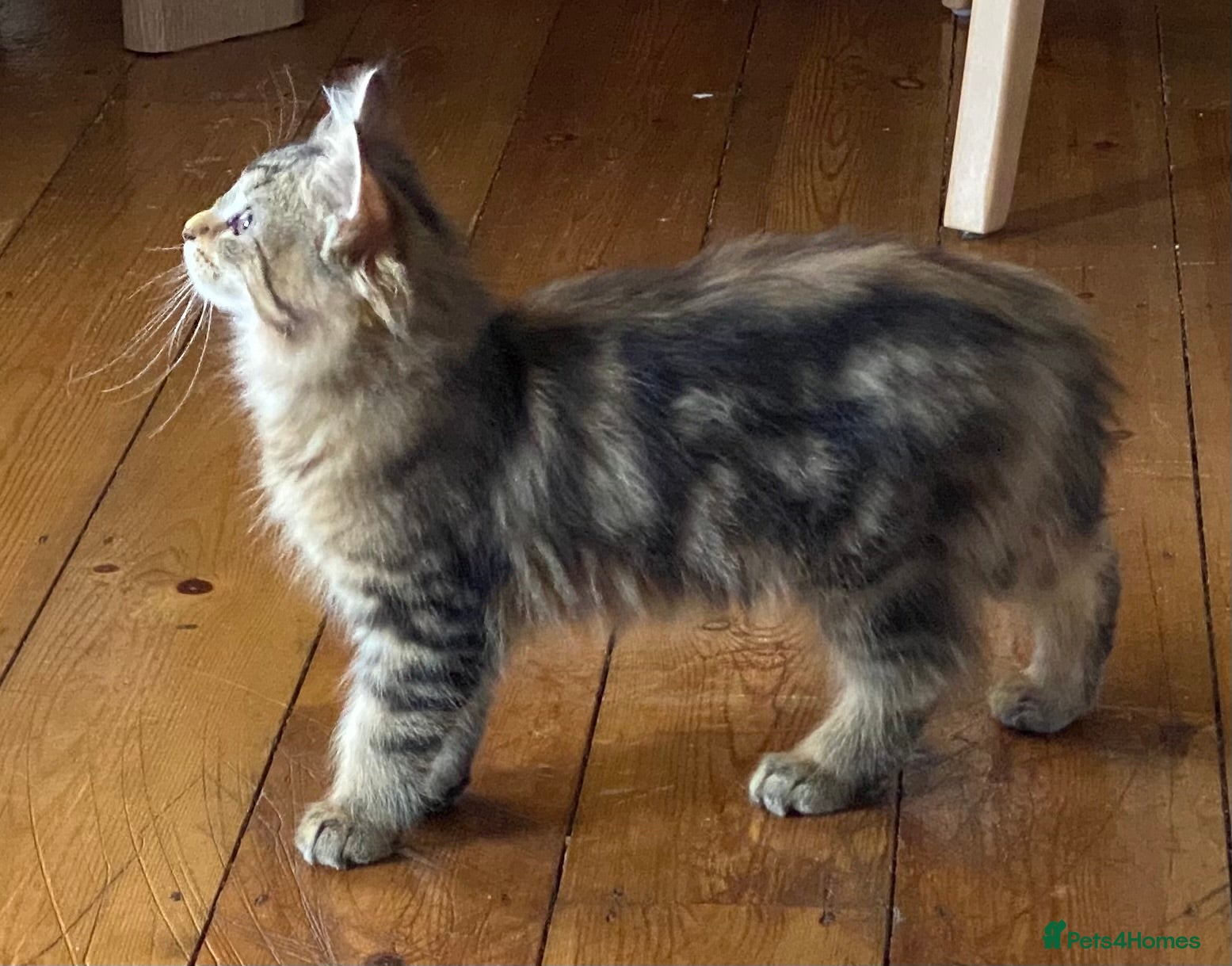 Maine Coon cats Stunning Maine coon x chinchilla kittens  - Advert 2