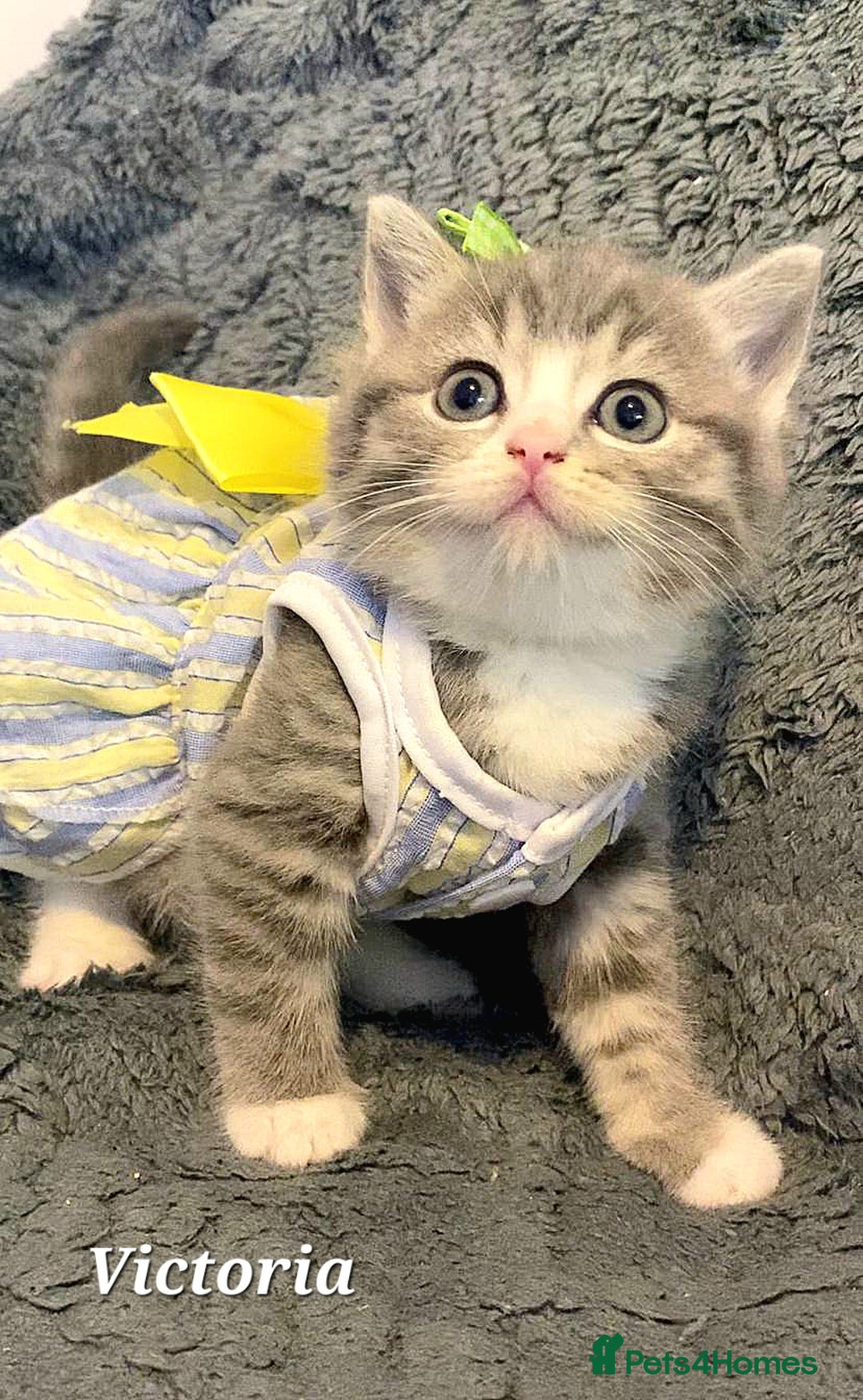 British Shorthair cats for sale: Little princess 👸  - Advert 4