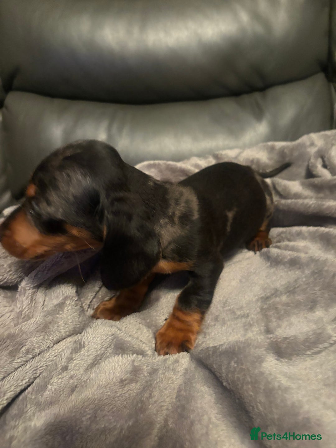 Miniature Dachshund dogs for sale: Miniature Dachshund - Advert 6