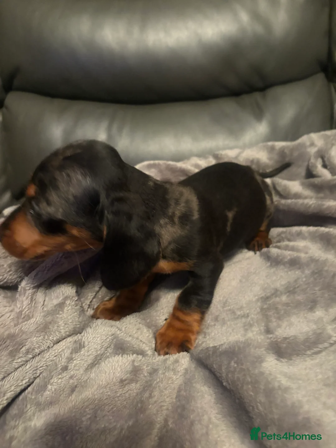Miniature Dachshund dogs for sale: Miniature Dachshund - Advert 6