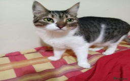 Mixed Breed cats for adoption: Lovely and fun Kito looking for a warm home <3 - Image 5