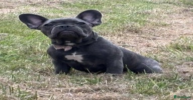 French Bulldog dogs in Swansea - Advert 1