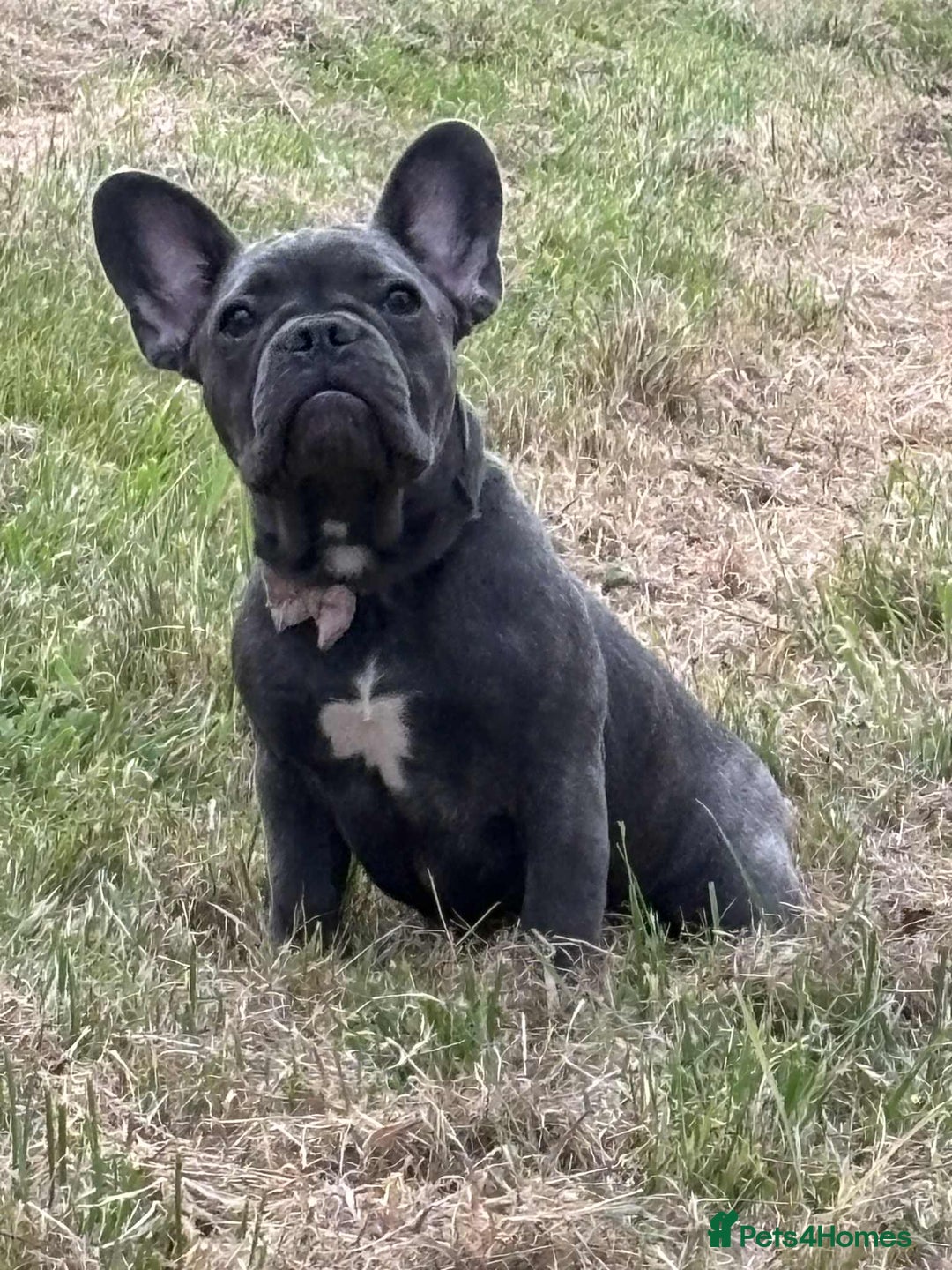 French Bulldog dogs for sale:  Last 2 puppies for  700 !!!   💕🐶 in Swansea - Image 3