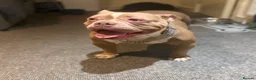 American Bully dogs for sale: American Bully Female ABKC in London - Advert 4