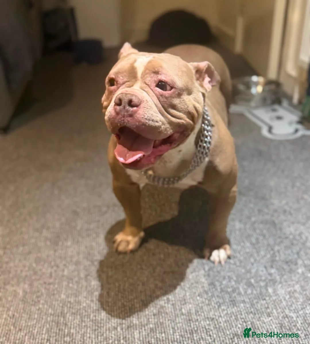 American Bully dogs for sale: American Bully Female ABKC in London - Advert 4