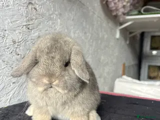 Mini Lop rabbits Pure mini lop - Advert 13