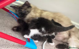 Ragdoll cats for sale: Half ragdoll kittens  - Image 11