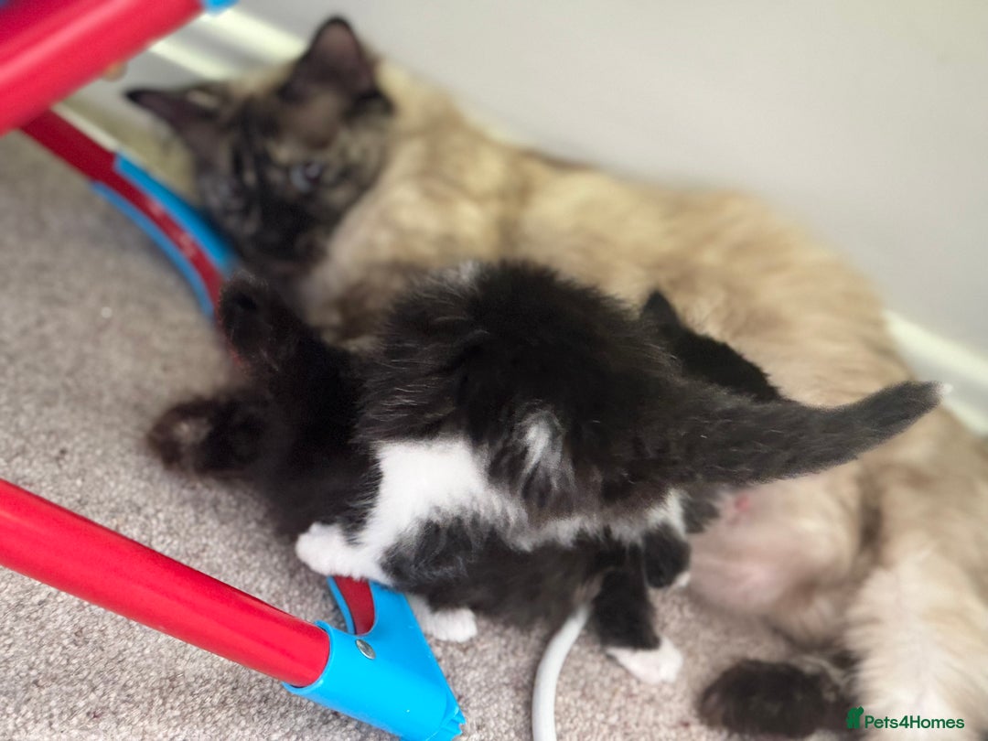 Ragdoll cats for sale: Half ragdoll kittens  - Image 11