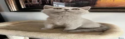 British Shorthair cats for sale: £1200 - Advert 13
