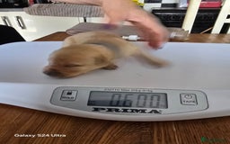 Labrador Retriever dogs for sale: KC REG Lab puppys x 2/11 ready to take home - Image 20