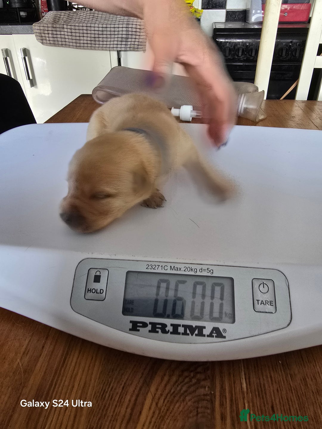 Labrador Retriever dogs for sale: KC REG Lab puppys x 2/11 ready to take home - Image 20