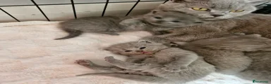 British Shorthair Kitten 6