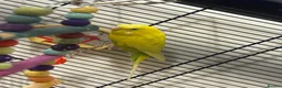 Budgerigars birds for sale: Male budgie in Hull - Advert 2