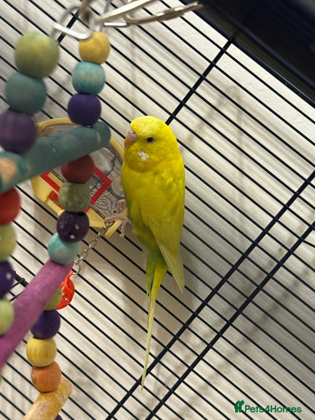 Budgerigars birds for sale: Male budgie in Hull - Advert 2