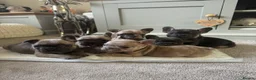 French Bulldog dogs for sale: Beautiful French Bulldog Pups - Advert 1