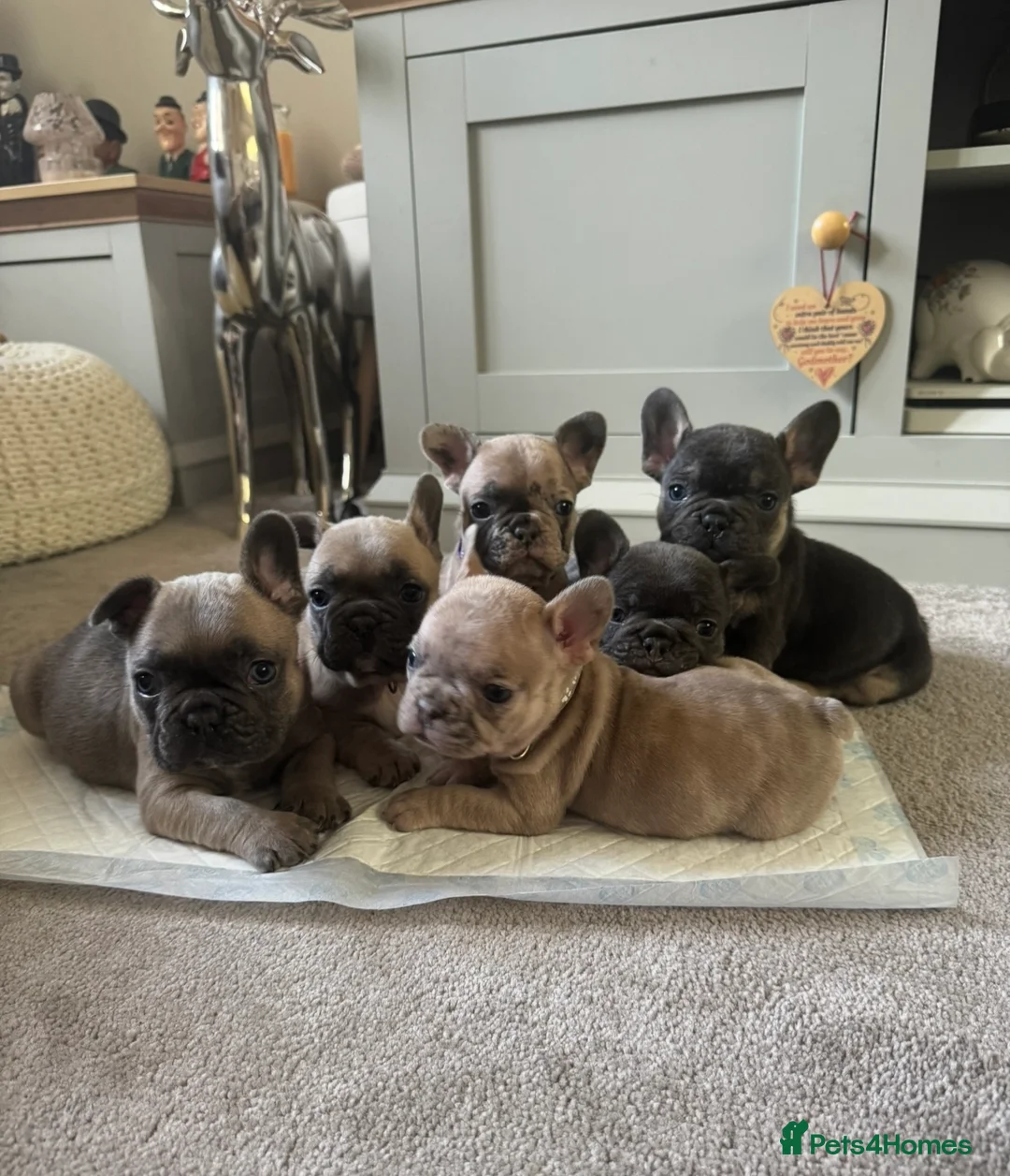 French Bulldog dogs for sale: Beautiful French Bulldog Pups - Advert 1