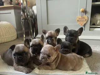 French Bulldog dogs Beautiful French Bulldog Pups - Advert 17