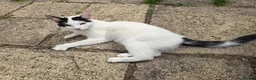 Mixed Breed cats for sale: One year old male neutered cat in Birmingham - Advert 1