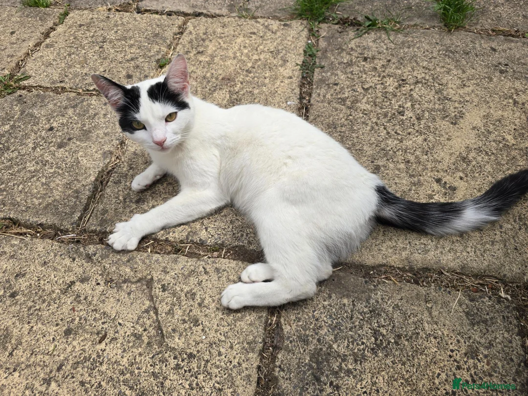 Mixed Breed cats for sale: One year old male neutered cat in Birmingham - Advert 1