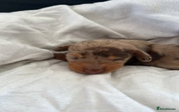 Dachshund dogs for sale: Litter of standard Dachshund  - Image 37