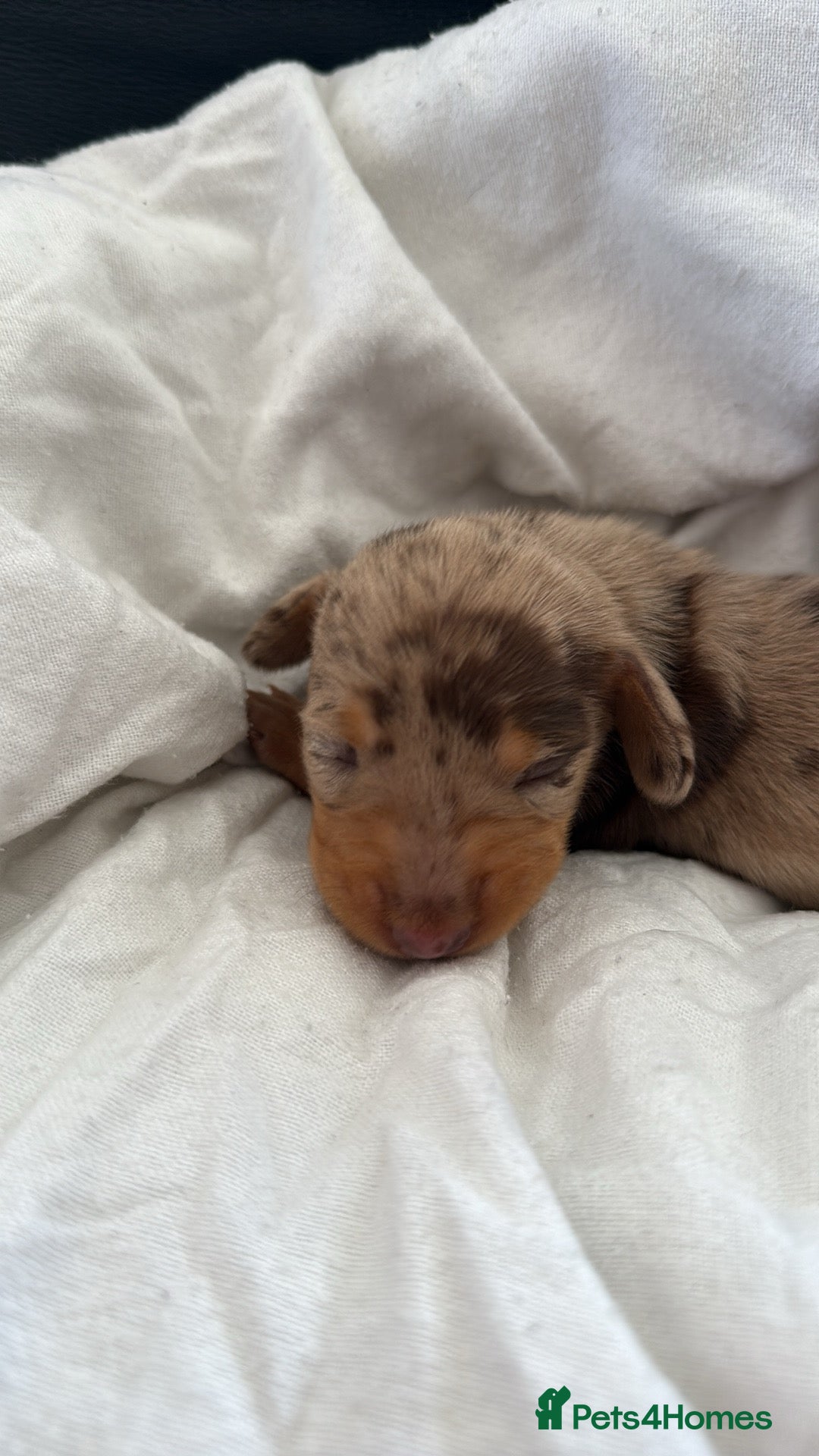Dachshund dogs for sale: Litter of standard Dachshund  - Image 37