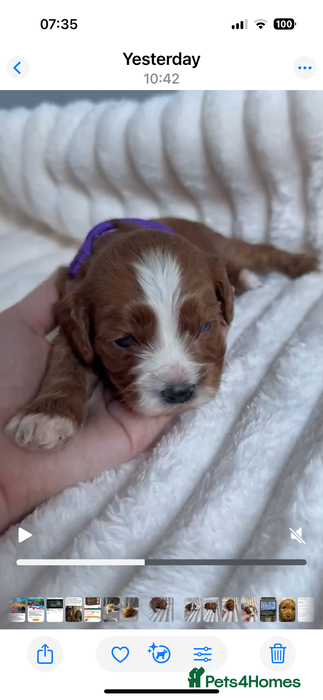 Cavapoo dogs for stud: PROVEN F1 Red Cavapoo stud-DNA Fully health tested - Advert 24