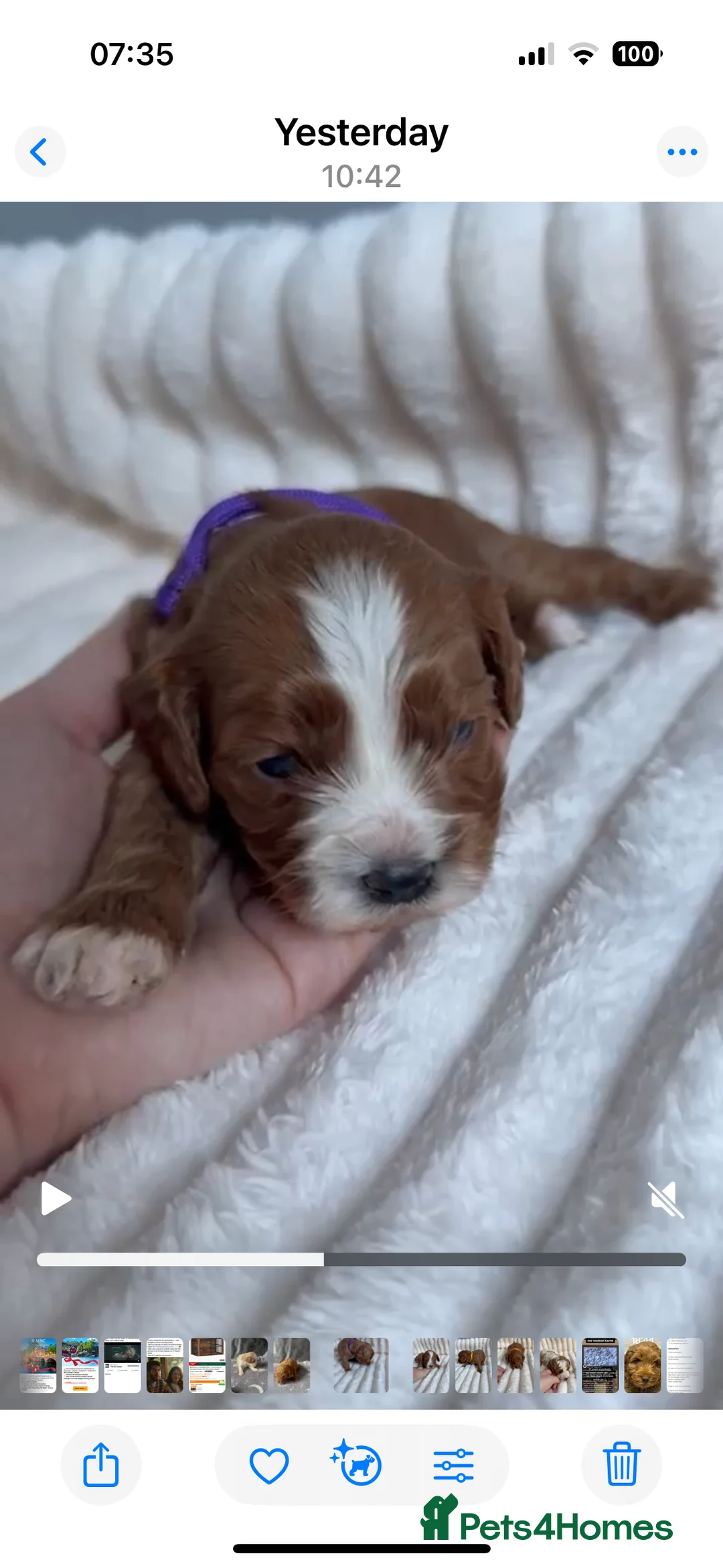 Cavapoo dogs for stud: PROVEN F1 Red Cavapoo stud-DNA Fully health tested - Advert 24