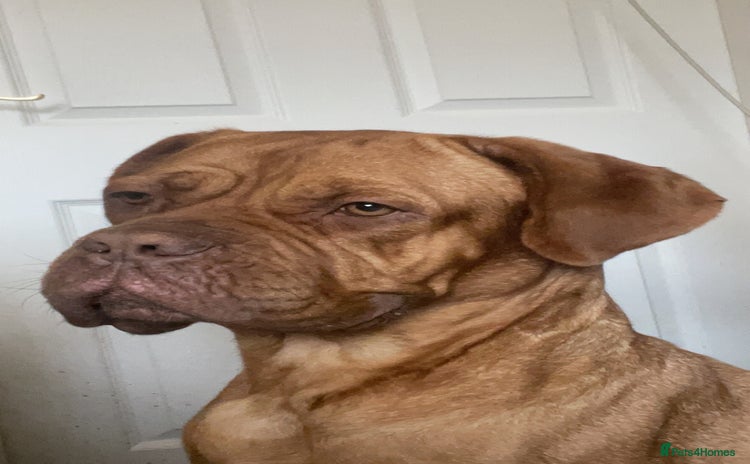 Dogue De Bordeaux dogs - Advert 2