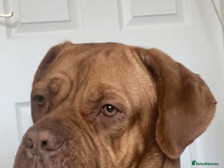 Dogue De Bordeaux dogs - Advert 17