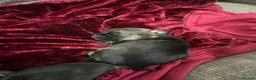 Border Terrier dogs for sale: 5 Border Terrier Puppies - Advert 6