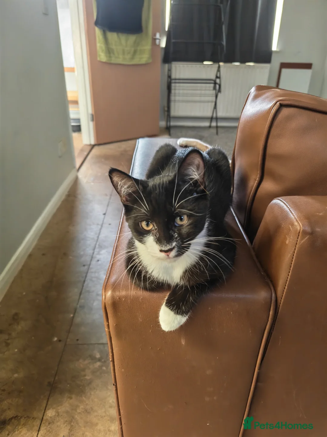 Mixed Breed cats for sale: Kittens for sale  - Advert 2