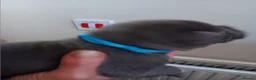 Staffordshire Bull Terrier dogs for sale: Blue Staffordshire bull terrier puppies  in Great Yarmouth - Advert 16