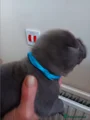 Staffordshire Bull Terrier 1